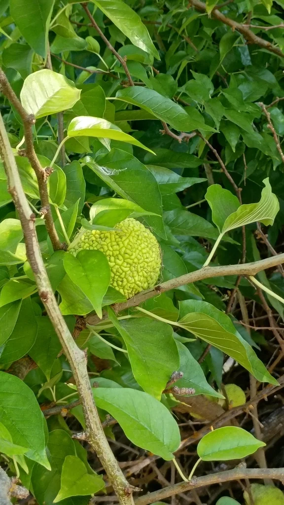 Maclura Pomifera