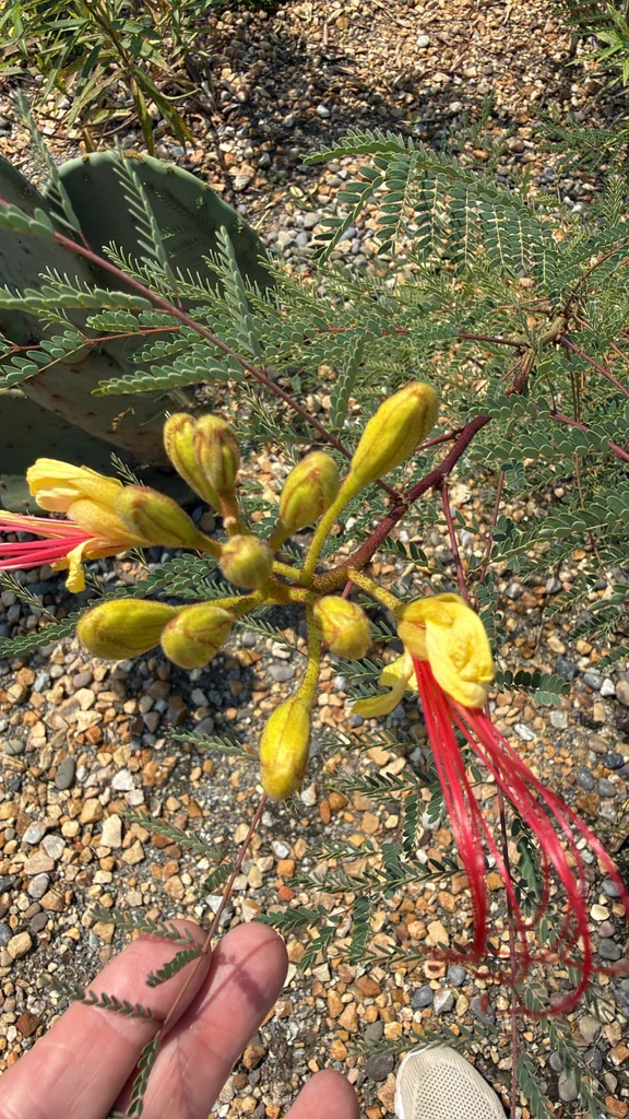 Caesalpinia Gilliesii