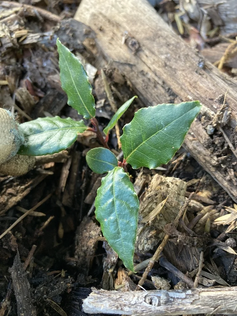 Laurus Nobilis