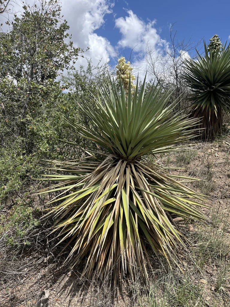 Yucca Schottii