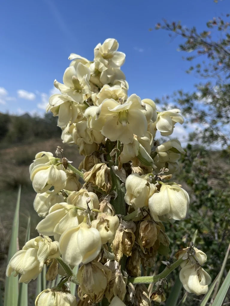 Yucca Schottii