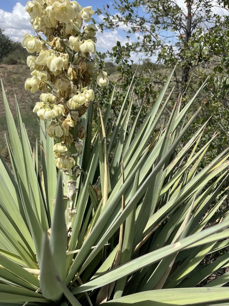 Yucca Schottii