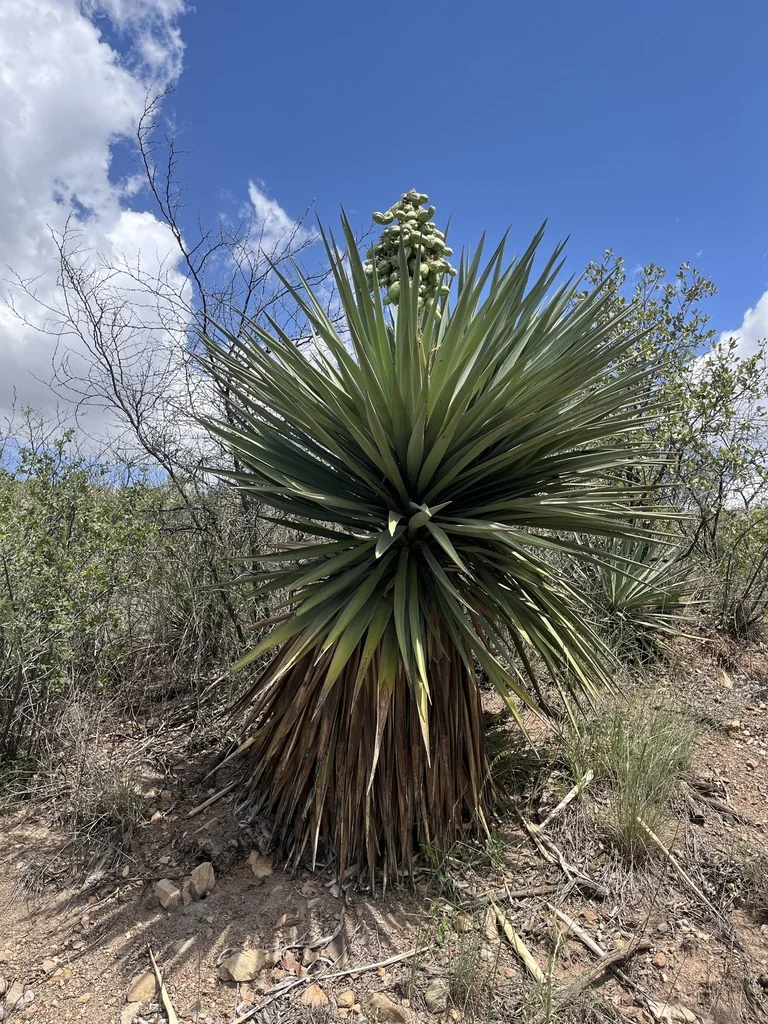 Yucca Schottii