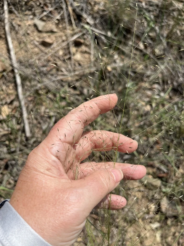 Eragrostis Intermedia