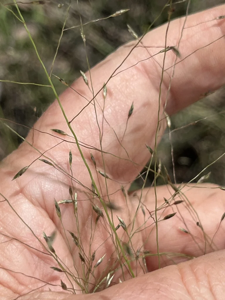 Eragrostis Intermedia