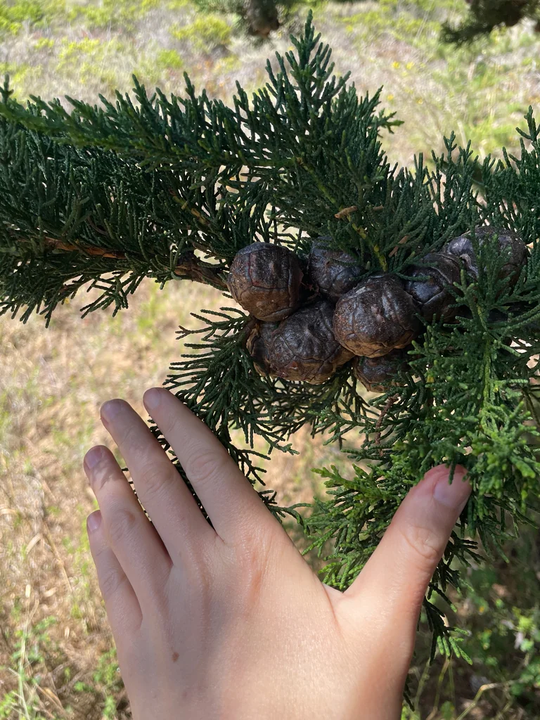 Cupressus Macrocarpa