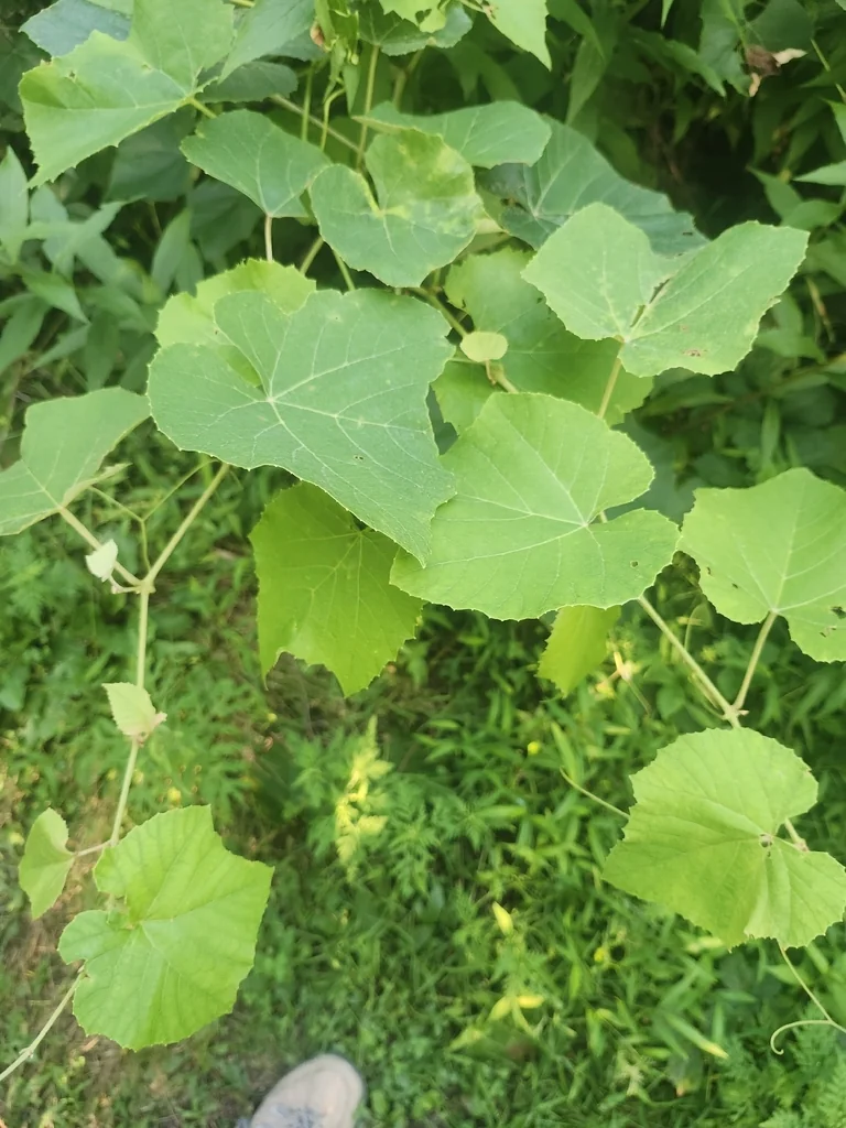Vitis Labrusca