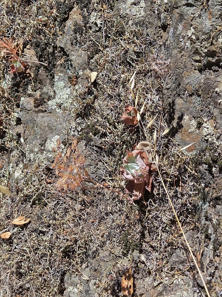 Dudleya Cymosa