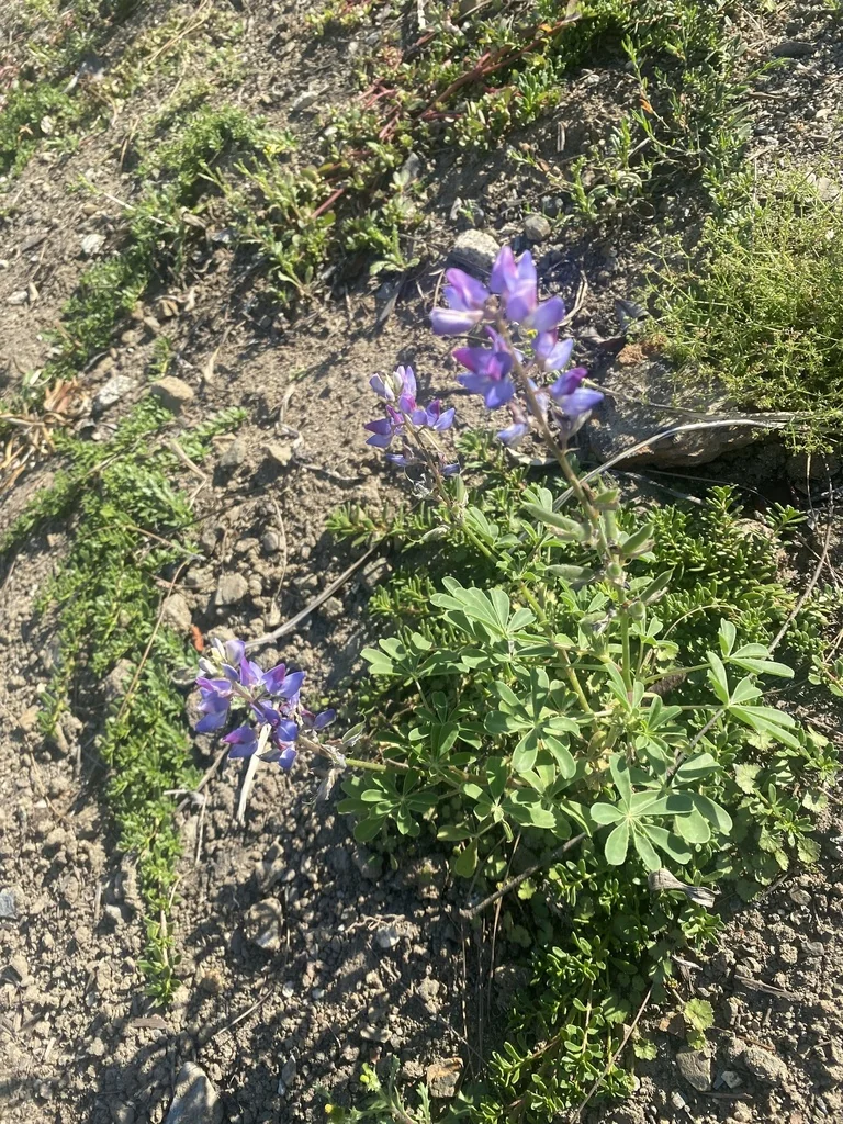 Lupinus Succulentus