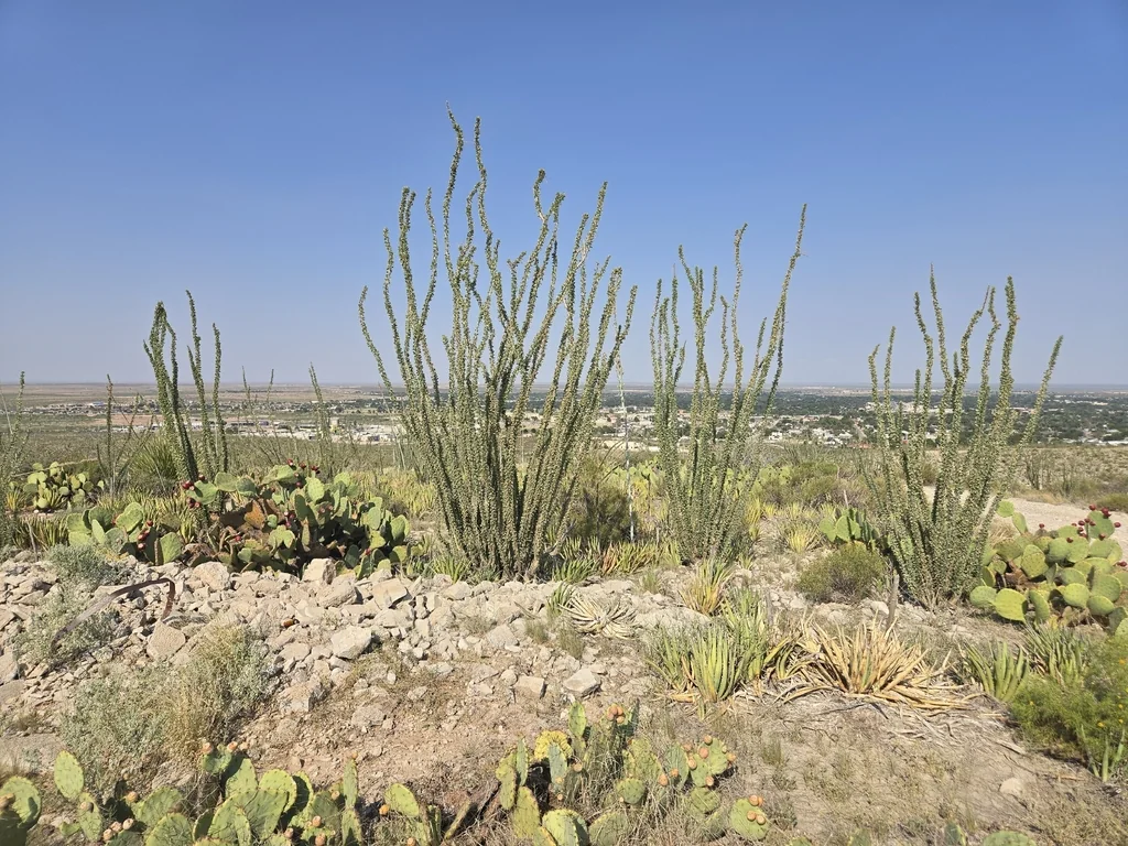 Fouquieria Splendens
