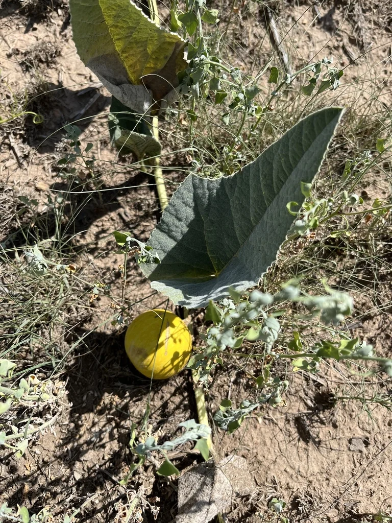 Cucurbita Foetidissima