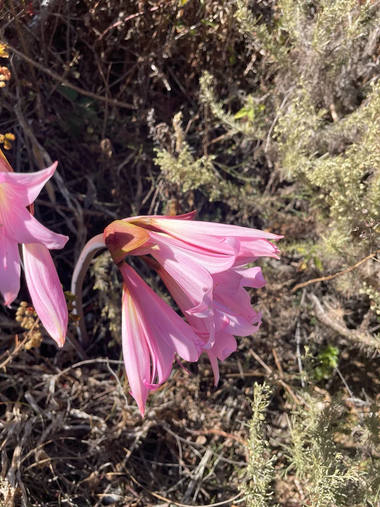 Amaryllis Belladonna