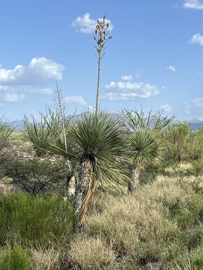 Yucca Elata