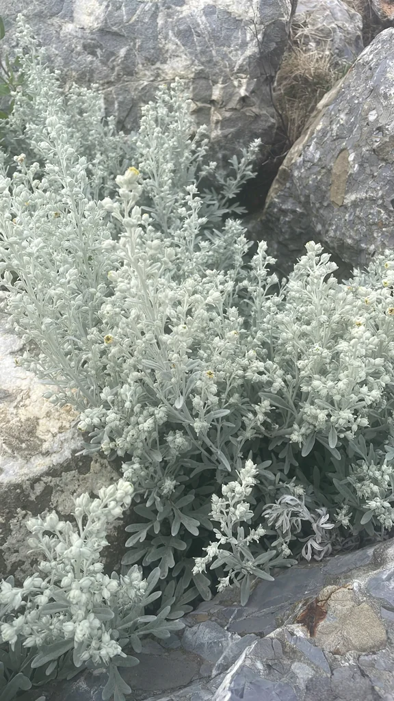 Artemisia stelleriana