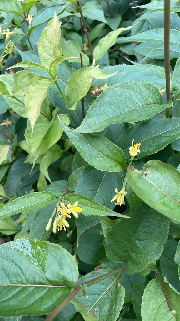 Diervilla Lonicera