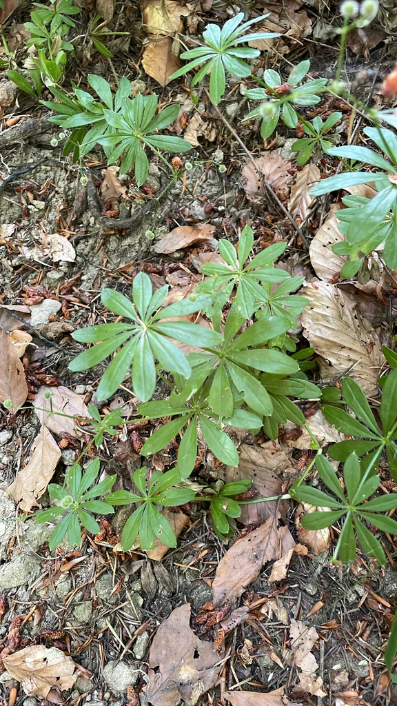 Galium Odoratum