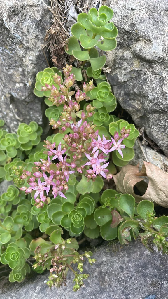Sedum spurium