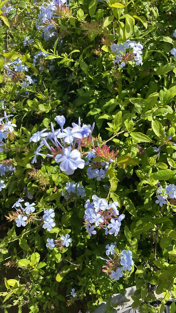 Plumbago Auriculata