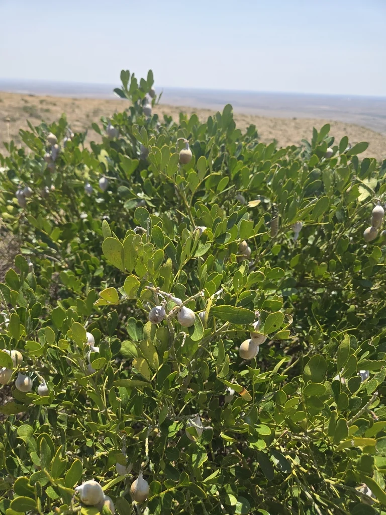Sophora Secundiflora