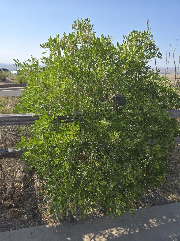 Sophora Secundiflora