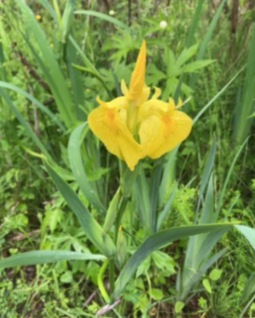 Iris Pseudacorus