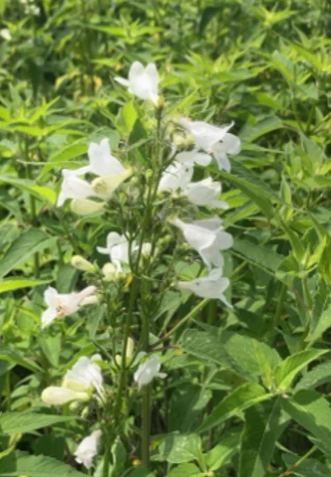 Penstemon Digitalis