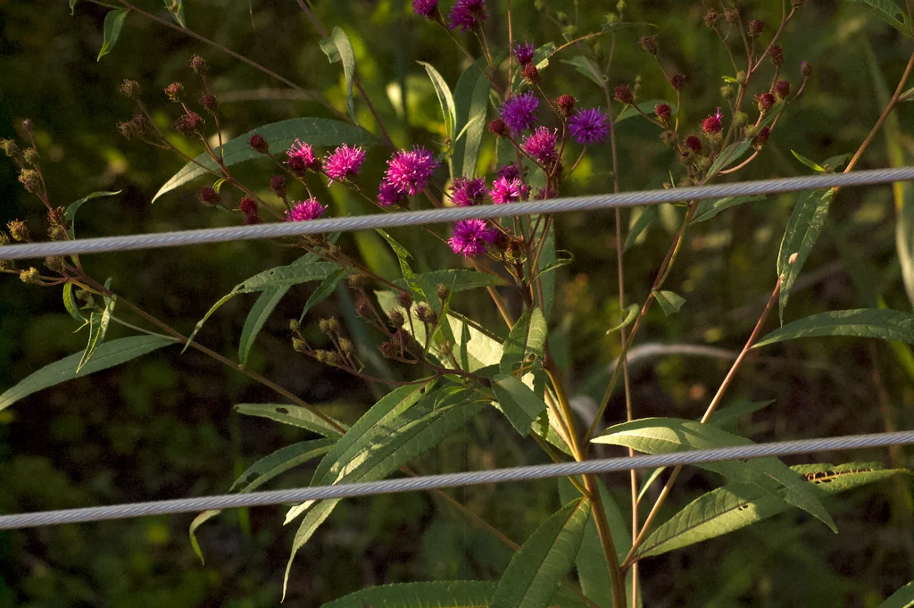 Vernonia Noveboracensis
