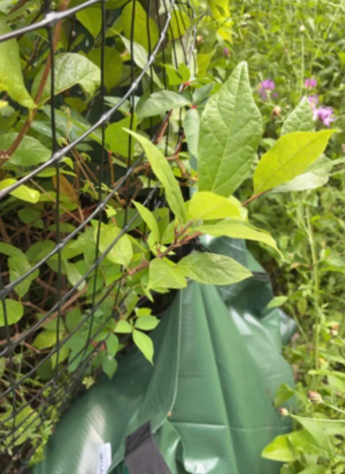 Calycanthus Floridus