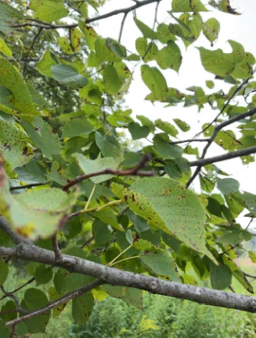 Tilia Americana