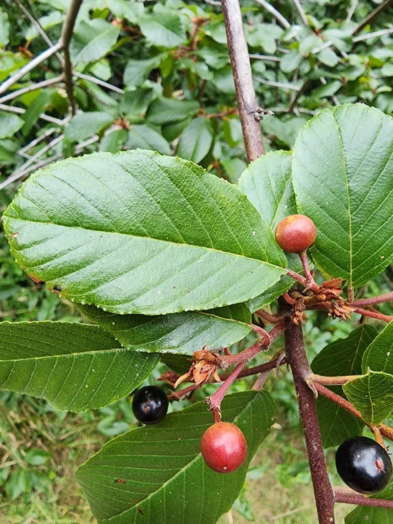 Frangula Purshiana