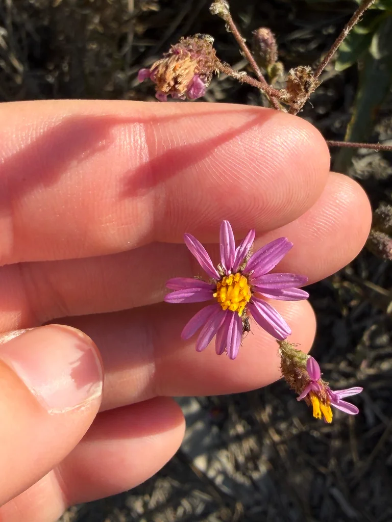 Lessingia Filaginifolia