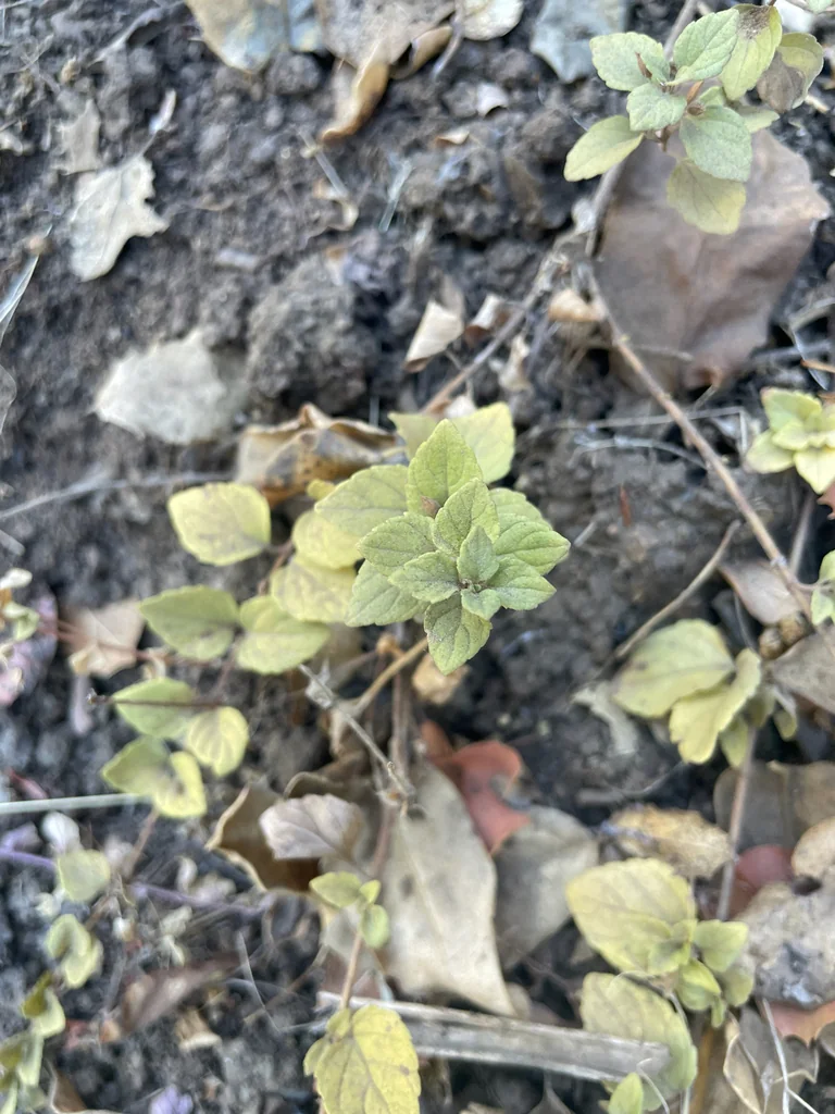 Satureja Douglasii