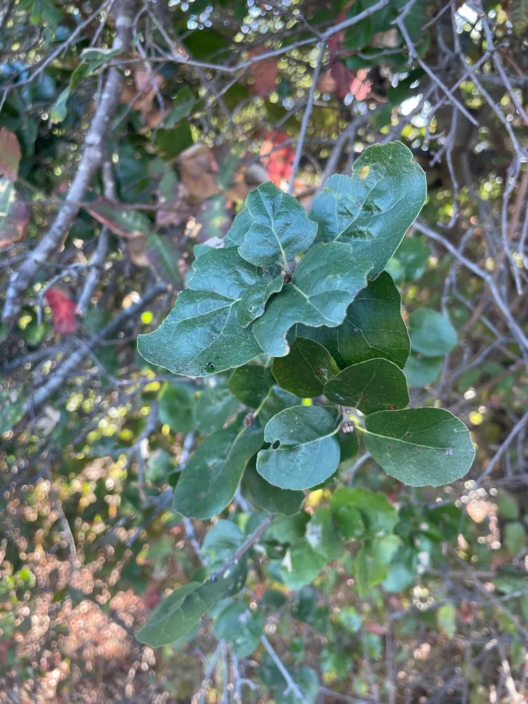 Quercus agrifolia
