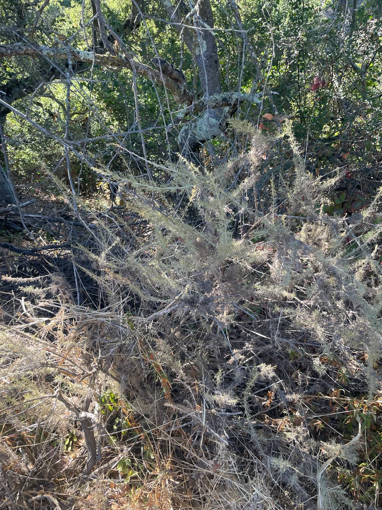 Artemisia Californica