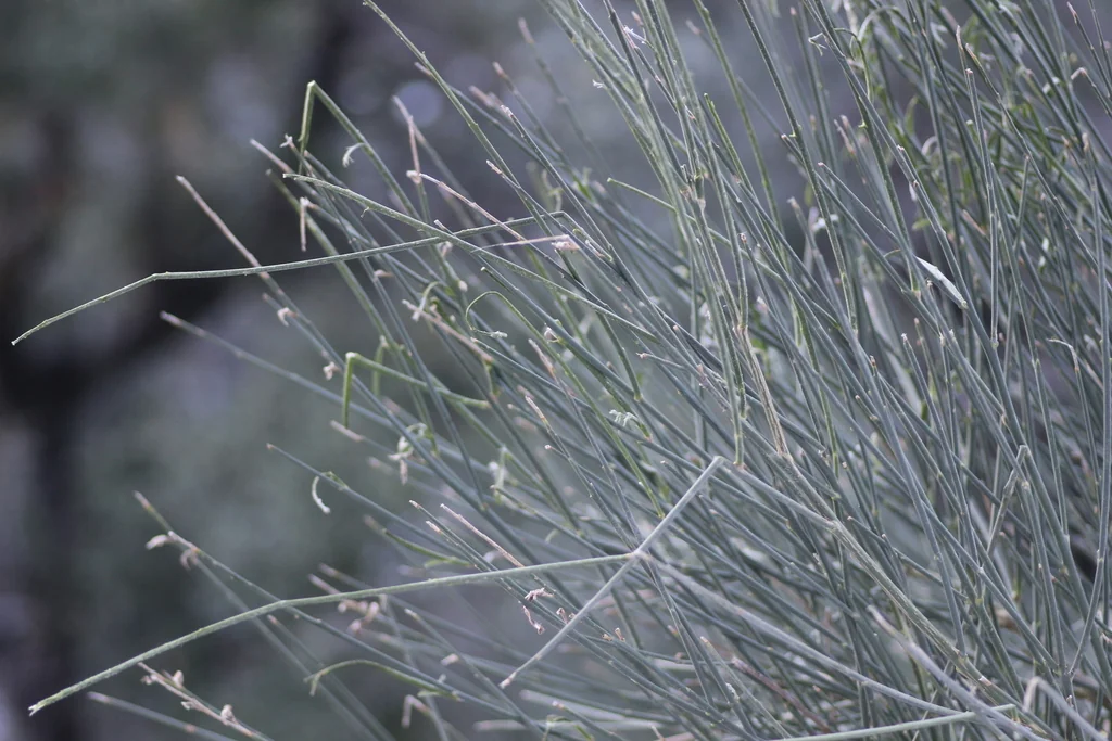 Spartium Junceum