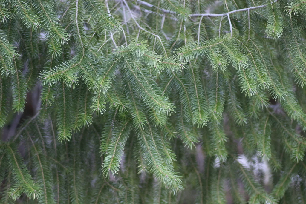 Pseudotsuga Macrocarpa