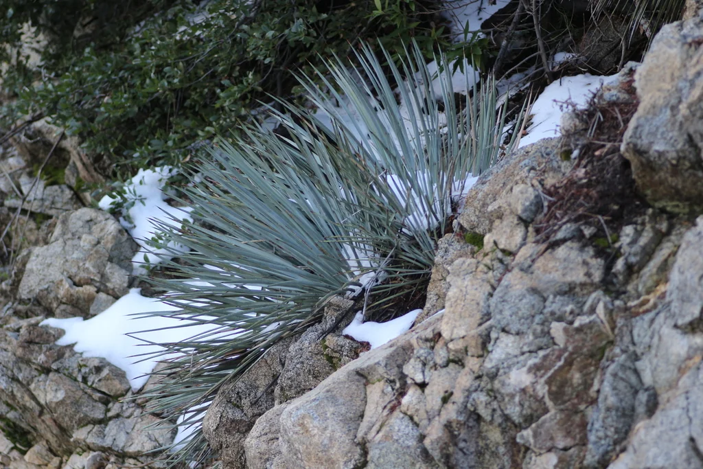 Yucca Whipplei