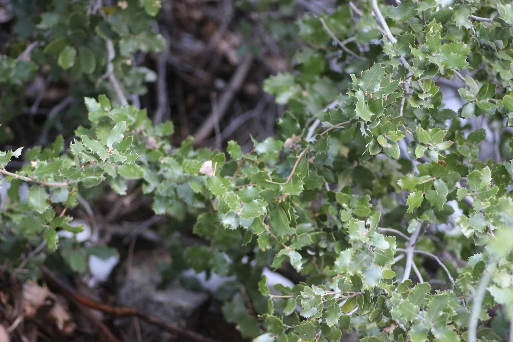 Quercus Chrysolepis