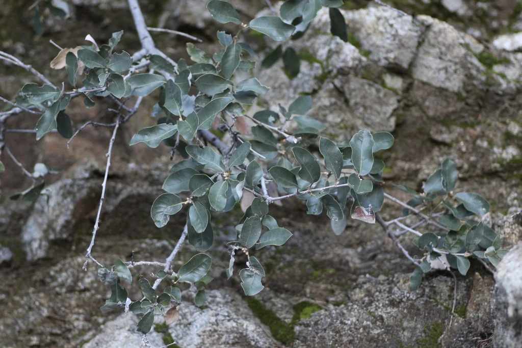 Quercus Chrysolepis