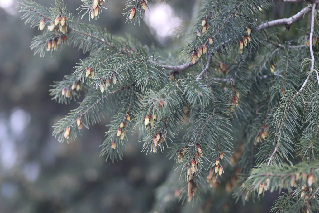 Pseudotsuga Macrocarpa