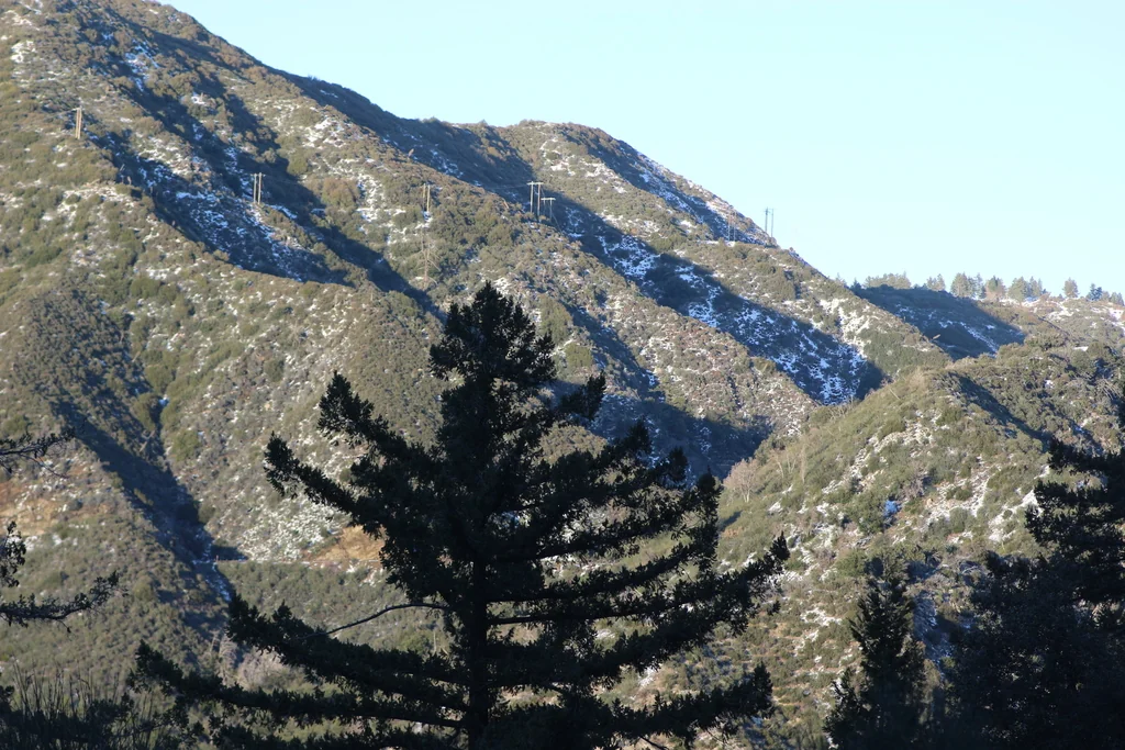 Pseudotsuga Macrocarpa
