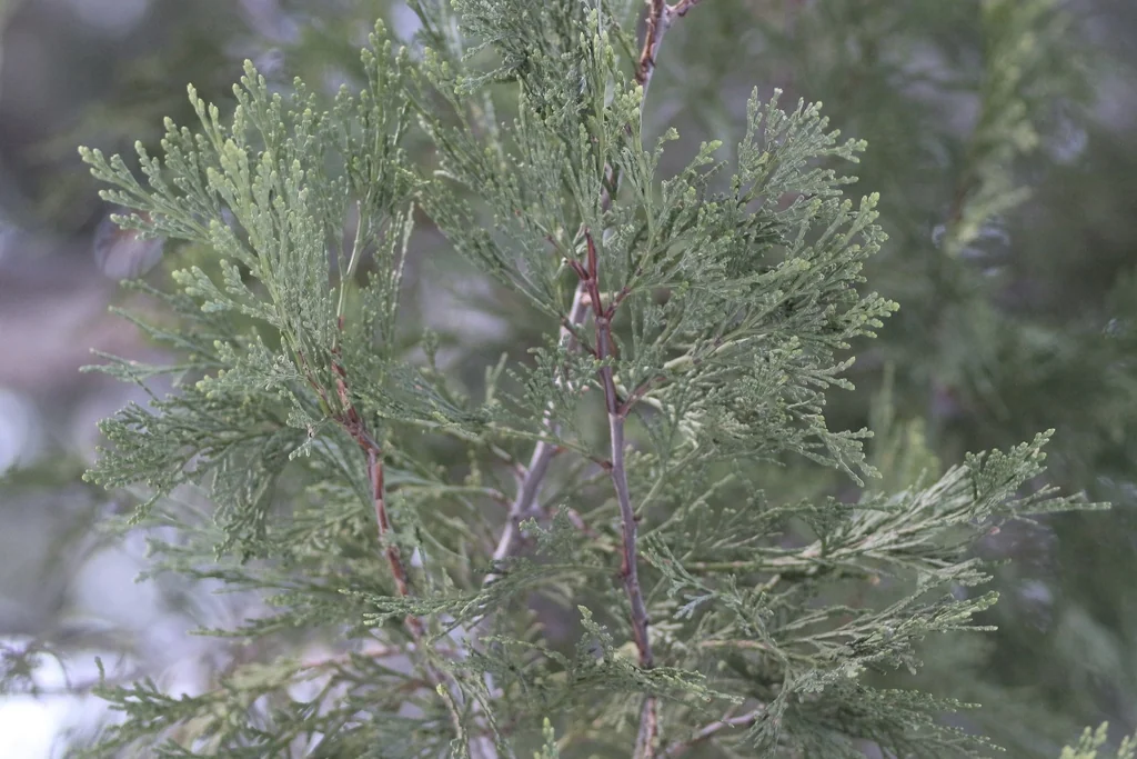 Calocedrus Decurrens
