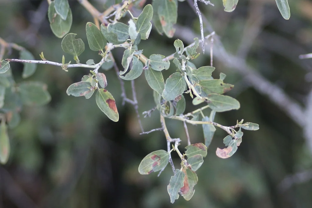 Ceanothus Leucodermis