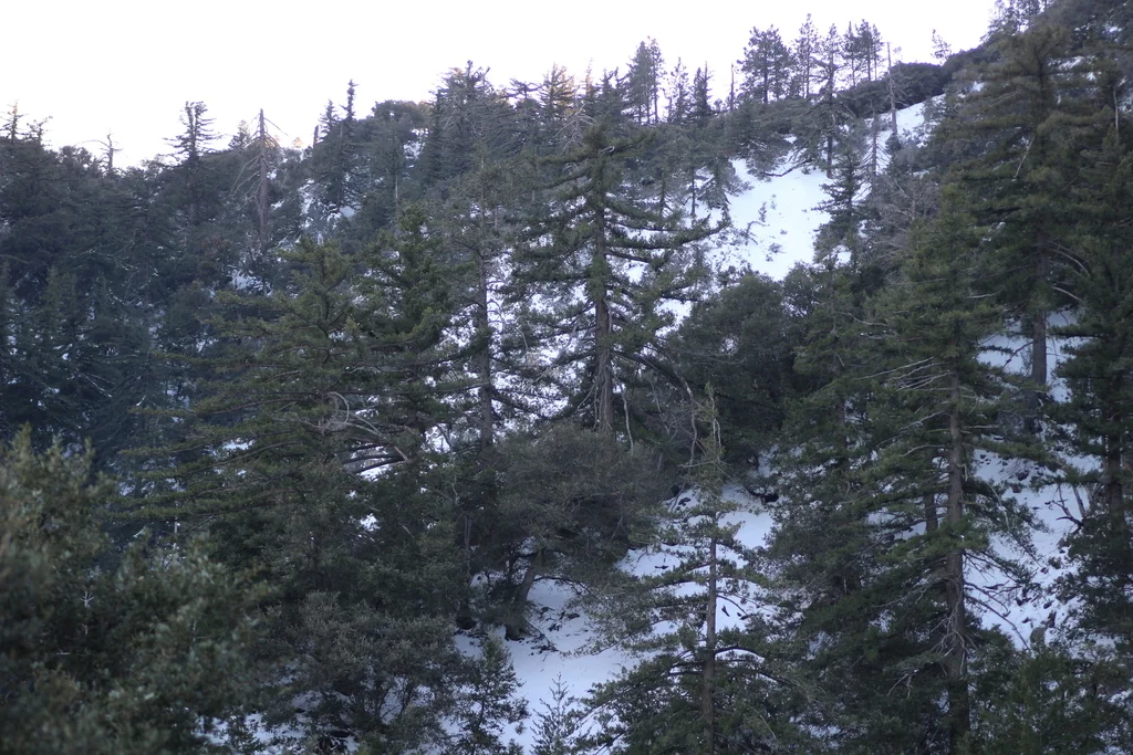 Pseudotsuga Macrocarpa