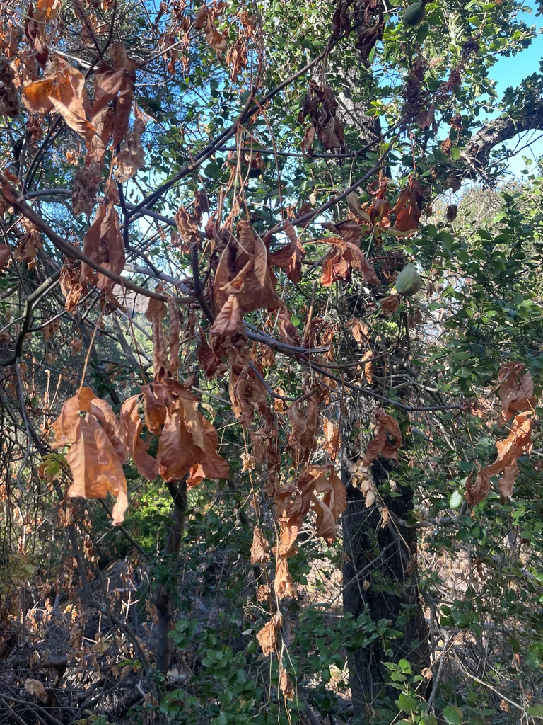 Aesculus Californica