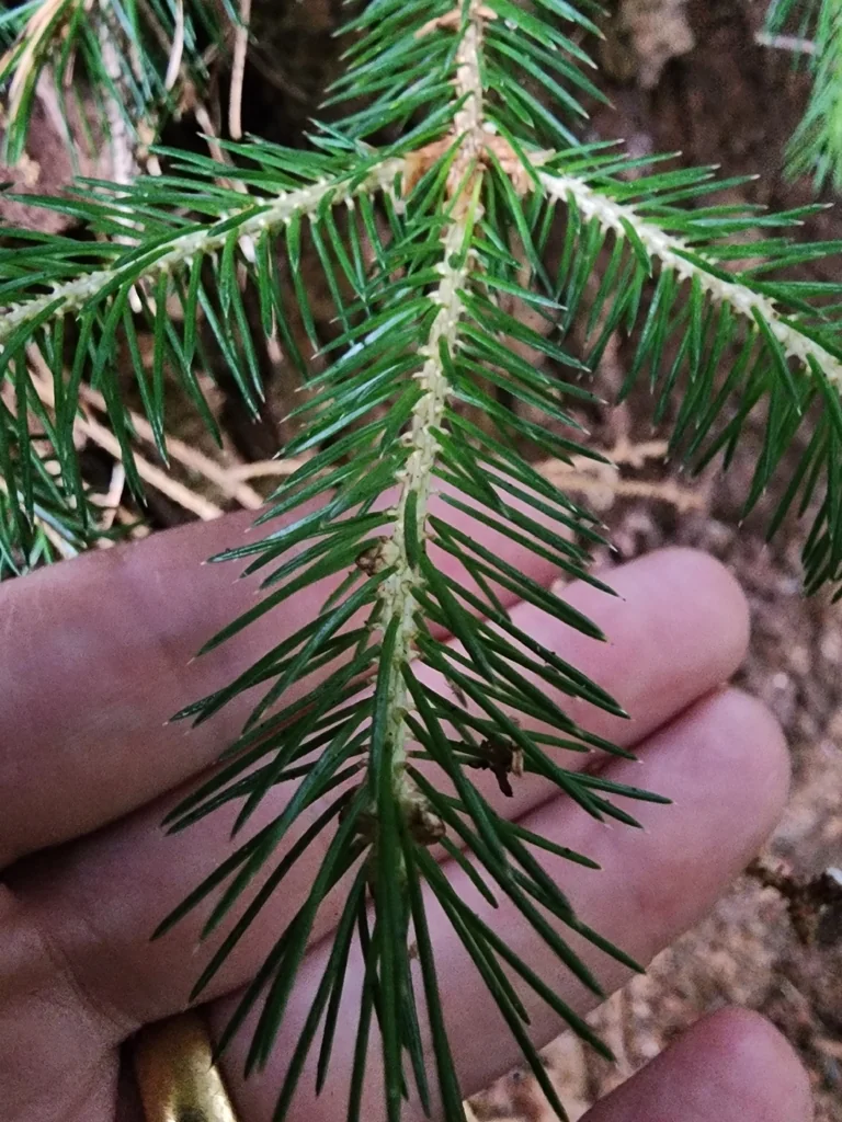 Picea Sitchensis