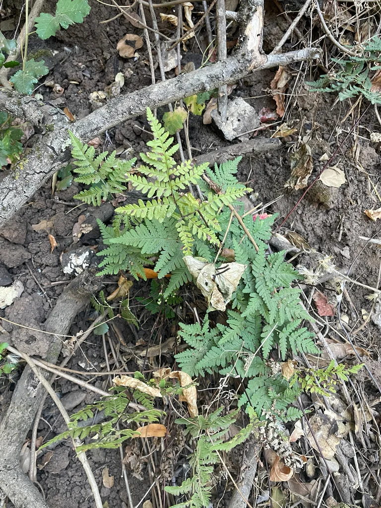 Pentagramma Triangularis