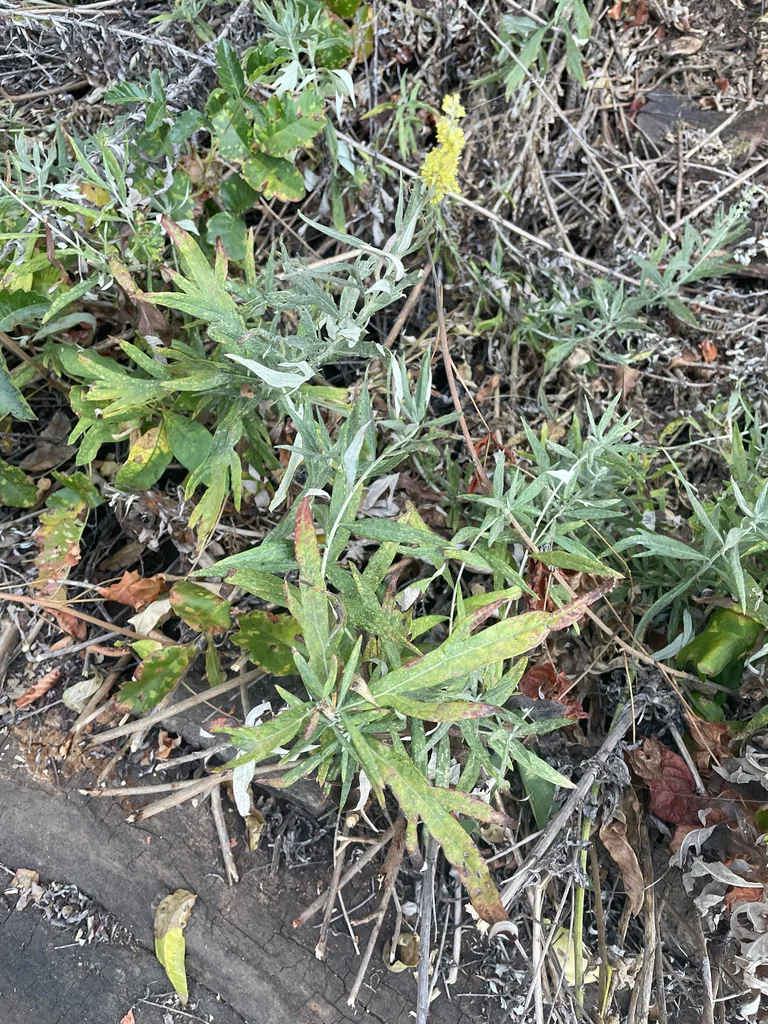 Artemisia Douglasiana