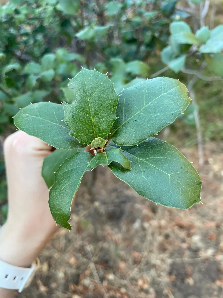 Quercus agrifolia