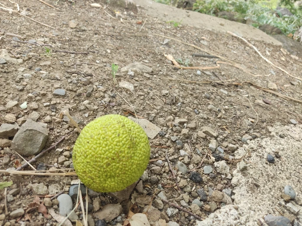 Maclura Pomifera
